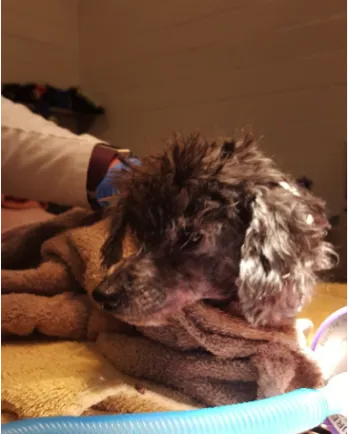 Small black and grey dog wrapped in a towel.