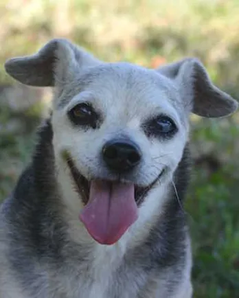 Small black and grey dog sitting on a blue blanket.