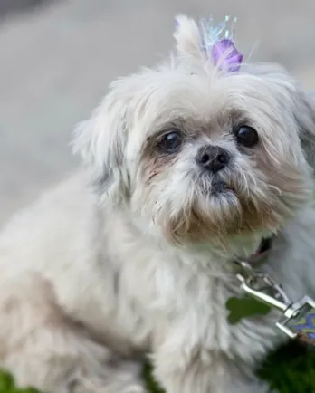 Lollie, a senior Shih Tzu