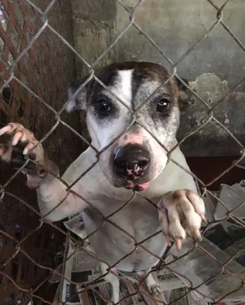 Stacey in her kennel