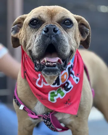 smiling brown dog