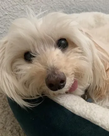 scruffy white pup in bed