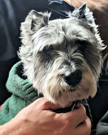 Miniature Schnauzer Reni