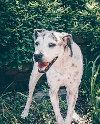 Large ,white dog standing in front of bushes.