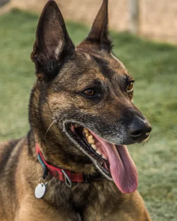 Shepherd mix with ears up and tongue out. Grass in background.