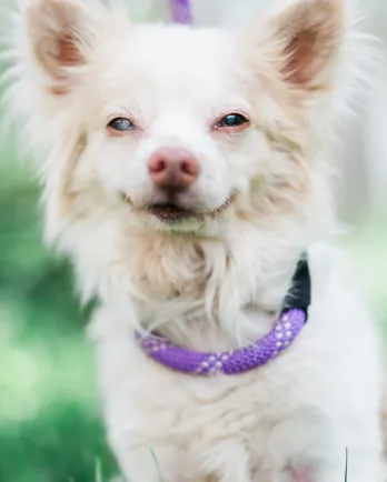 Little white fluffy dog Graham