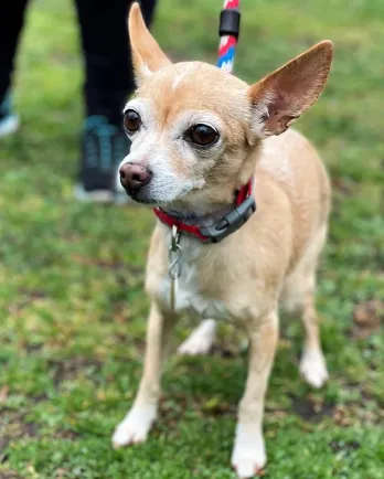 tan deer-headed chihuahua