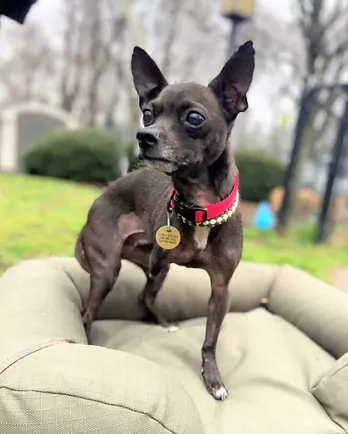 black chihuahua with three legs