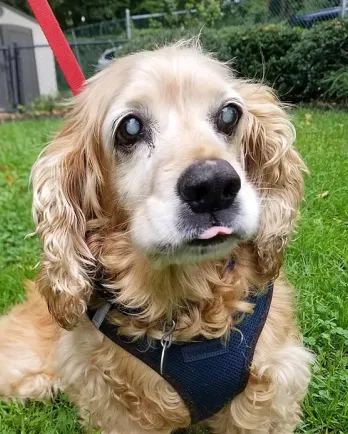 cocker spaniel face