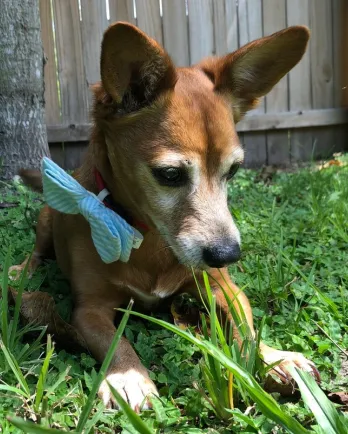 Dachshund terrier Dusty