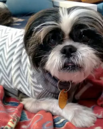 shih tzu