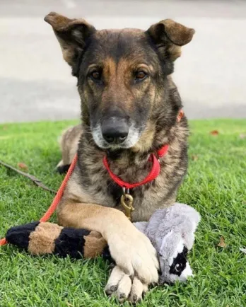 Hannah with paws crossed