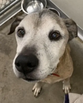 dog in nursing home