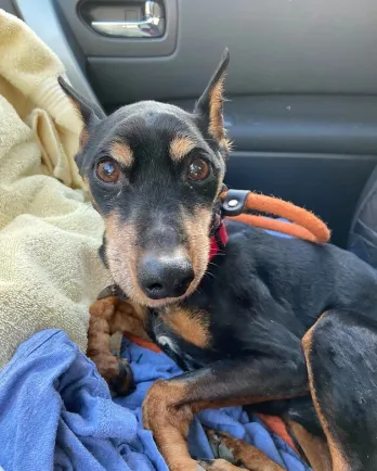 min pin laying in car