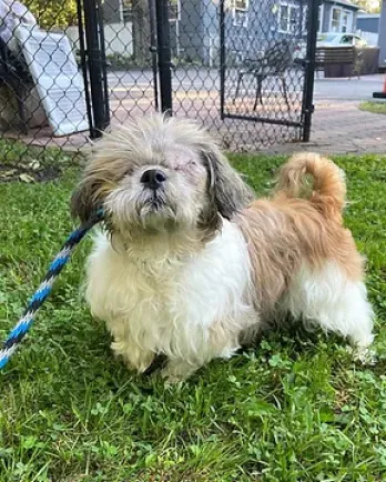 white and gray dog in the grass