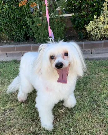 White Chinese Crested dog Lexi