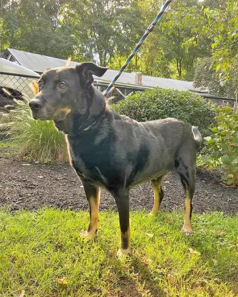 black and brown dog in the sunlight