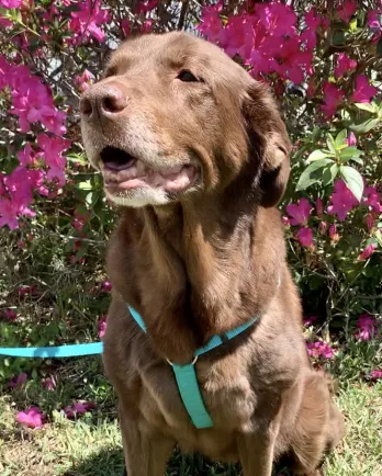 brown lab Molly