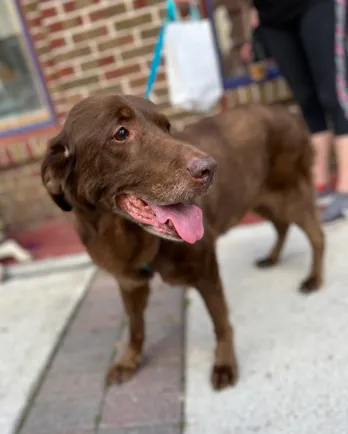 brown lab Molly