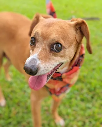 brown dog with a bandana