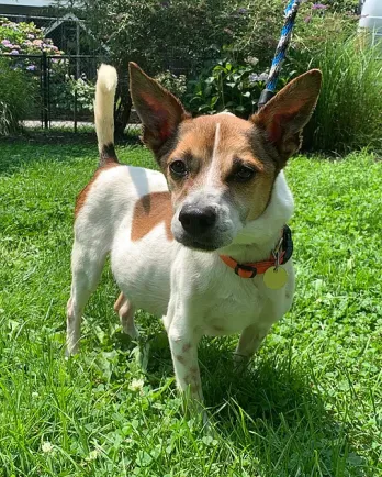 terrier in the grass