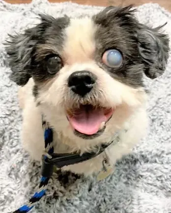 shih tzu with cloudy eye smiling