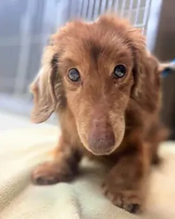 fuzzy brown dachshund mix