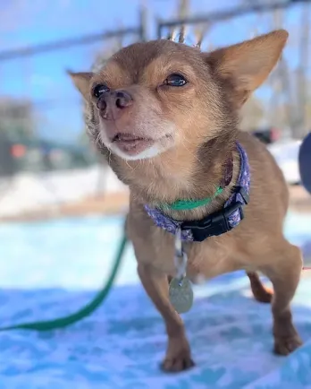 small brown chihuahua