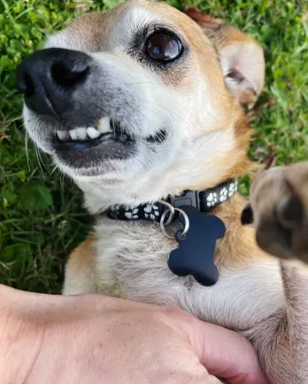 dog with only a few teeth laying on its back