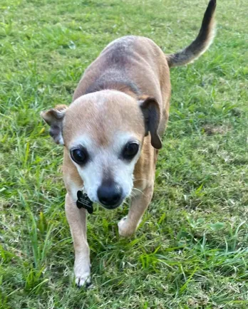 small tan dog