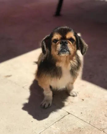 Toby the Pekingese