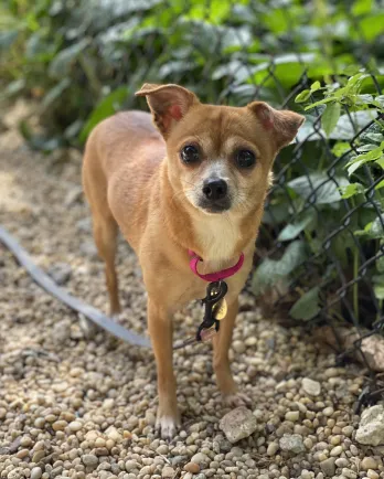 chihuahua dog on pink leash