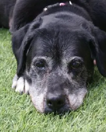 Shadow lying in the grass