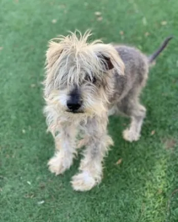 scruffy unkempt schnauzer