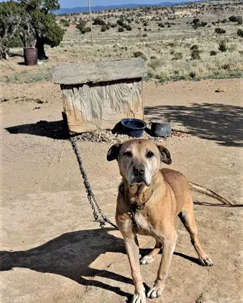 skinny dog chained outside