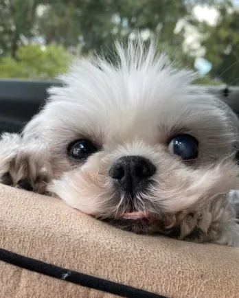 small white dog twinkling eyes