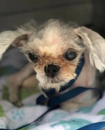 small white dog at intake