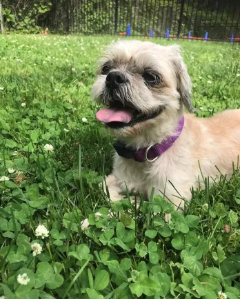 Small dog in grass