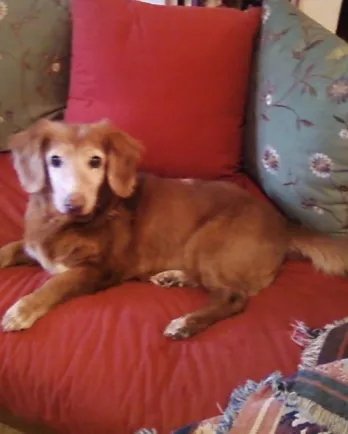 Sugar Pie, the Dachshund, relaxing on a couch