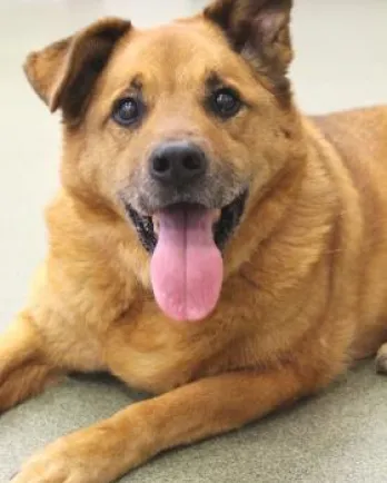 Large brown dog with one ear up and one down, turned toward camera with mouth open. The dog is laying on the floor.