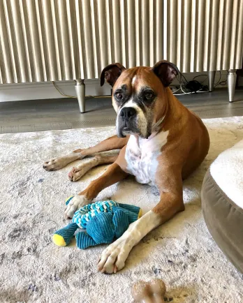 Tribianni laying with toy