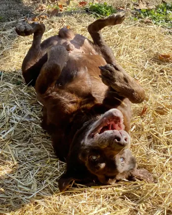 black lab rolling happily on the ground