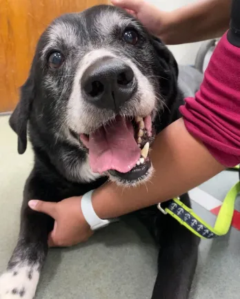 black and white dog in vet's office