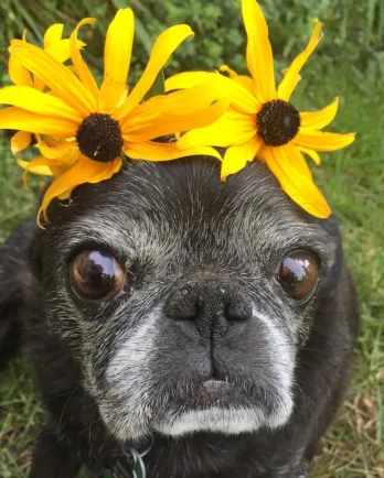 Waters Foundation Dog with Flowers