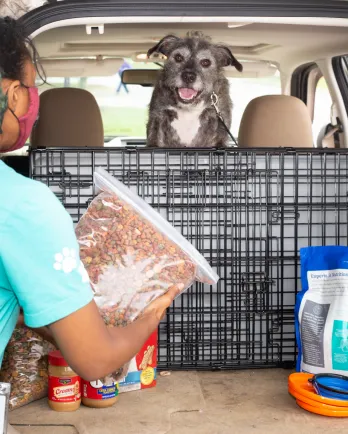 Dog in car