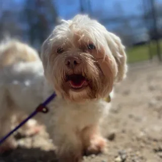 shih-tzu on leash