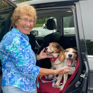 two dogs in a car