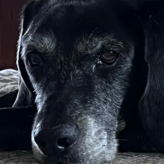 black dog with grey muzzle