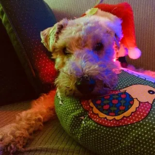 white dog on bird pillow