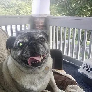 pug on front porch